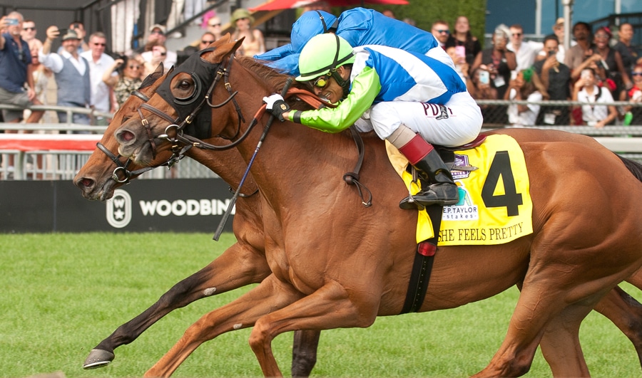 Horses racing on the turf at Woodbine.