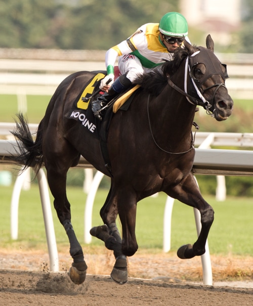 A dark bay horse winning a race at Woodbine.