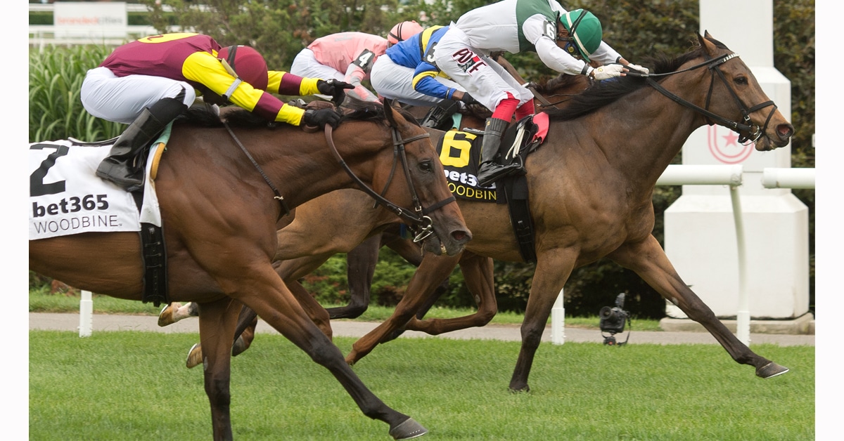 Horses racing at Woodbine.