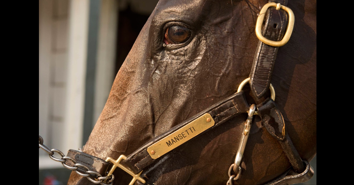 Close-up of a bay horse's head.
