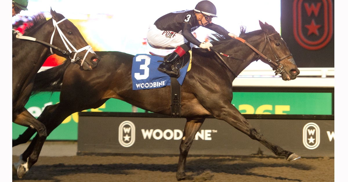 A dark bay horse winning a race at Woodbine.