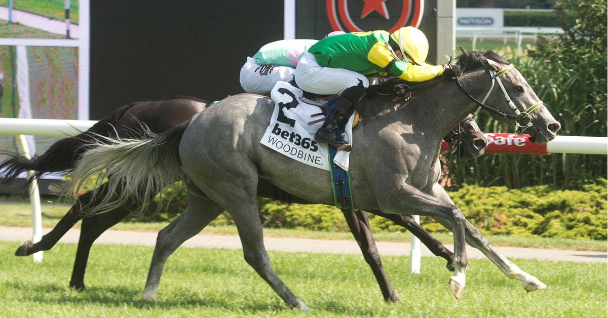 A grey horse winning a race at Woodbine.
