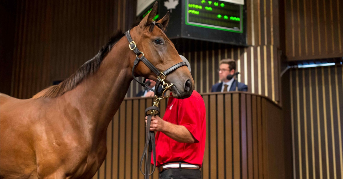 A man holding a bay horse at a yearling sale.
