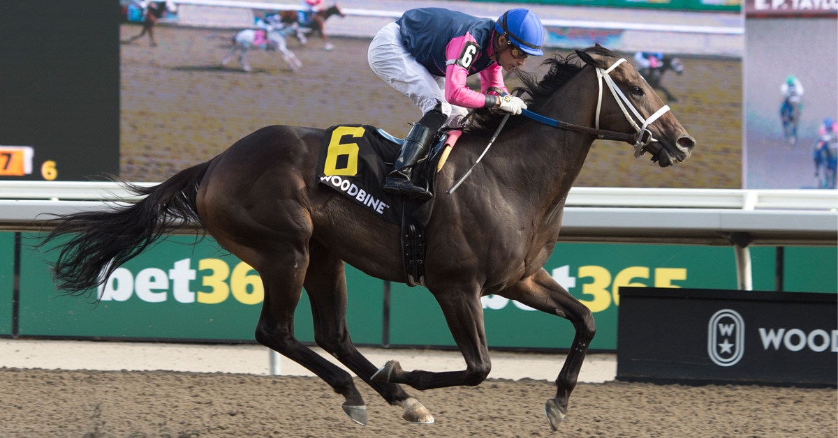 A dark bay horse winning a race at Woodbine.