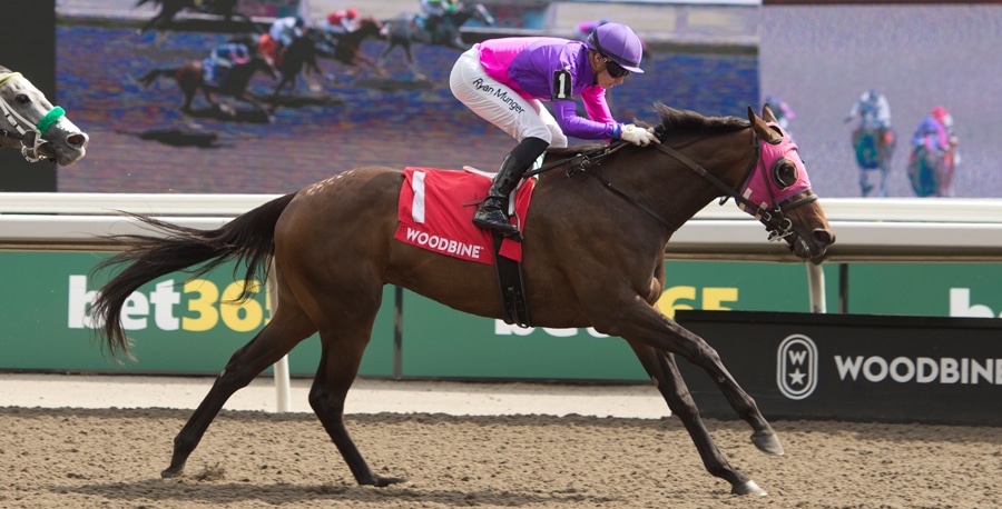 A dark bay horse winning a race at Woodbine.