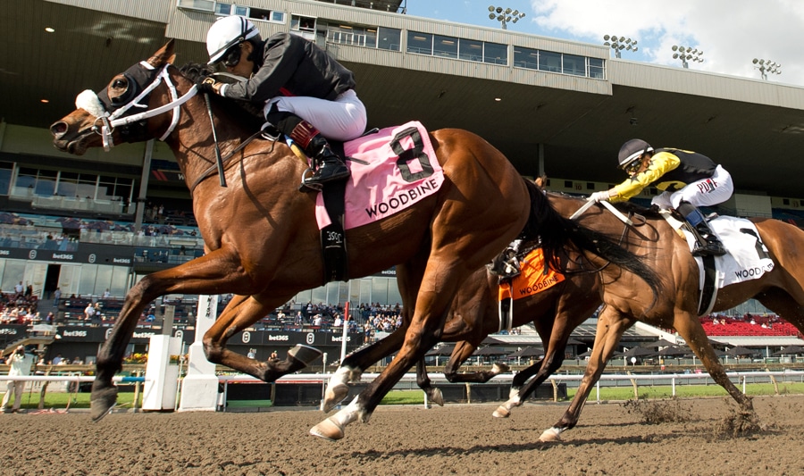 Horses racing at Woodbine.