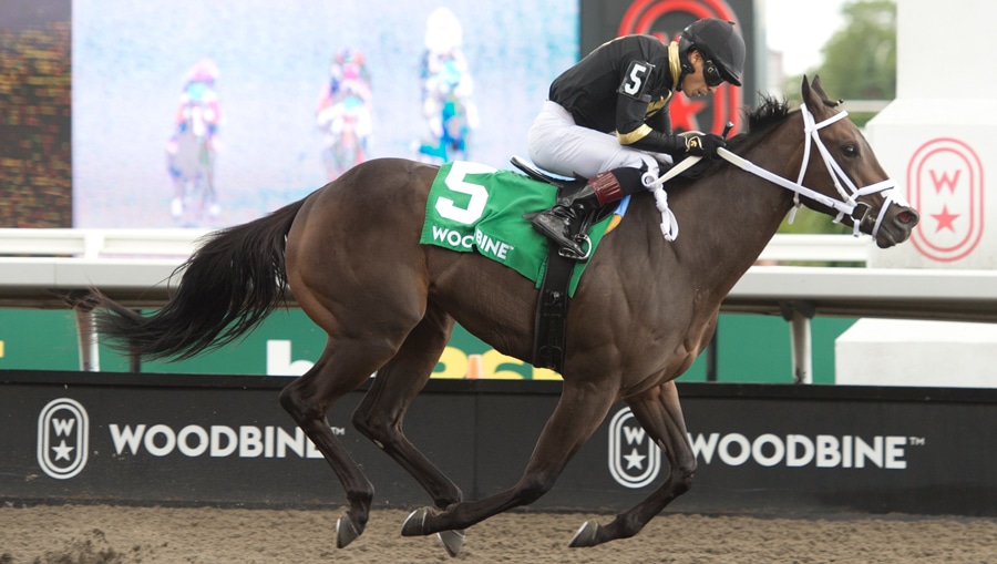 A dark bay horse winning a race at Woodbine.