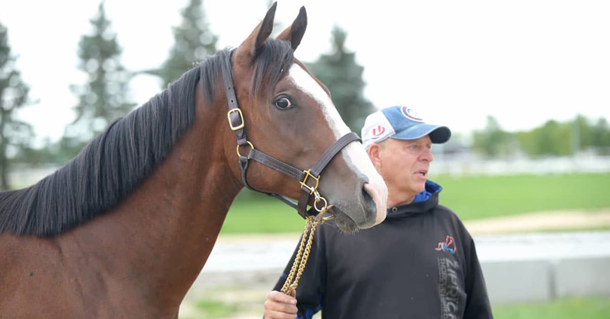 A man holding a young bay thoroughbred.