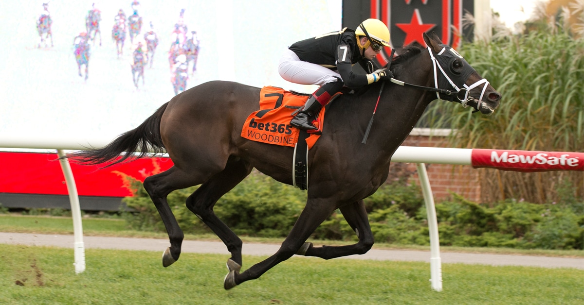 A dark bay horse winning a race at Woodbine.