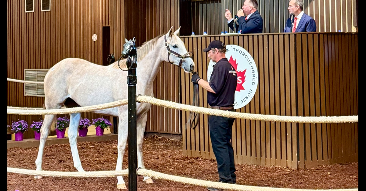 A grey yearling in the sales ring.