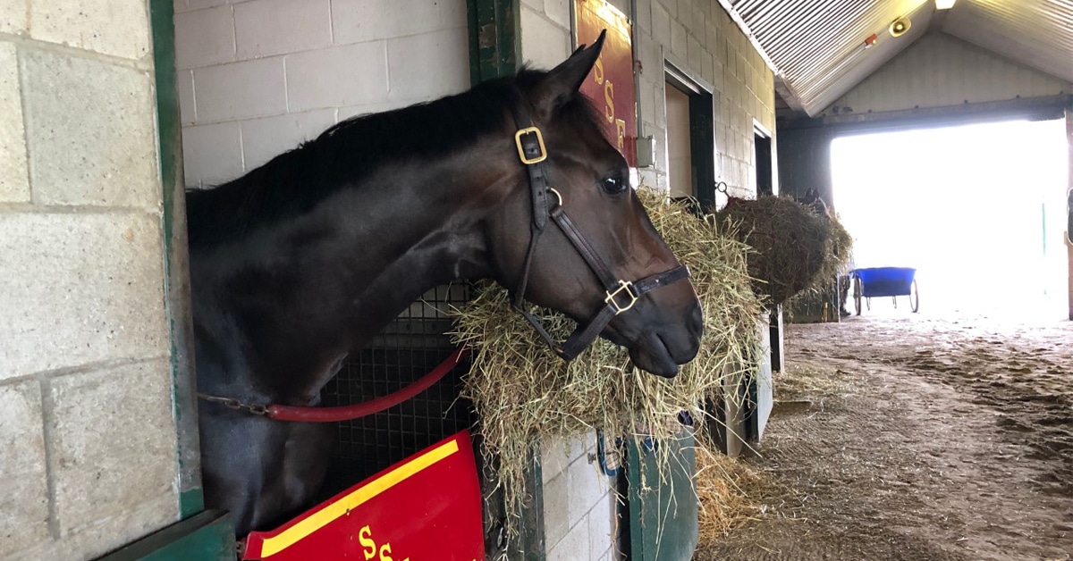 Thumbnail for Singspiel, Canadian Triple Tiara Finale on Tap Saturday