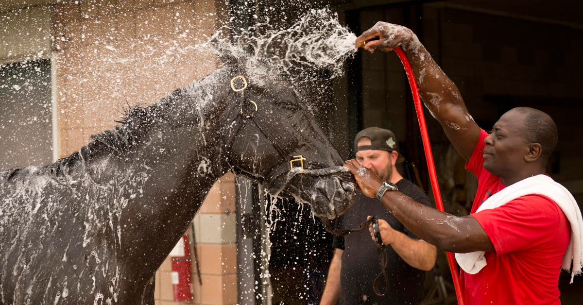 A bay racehorse getting a bath.