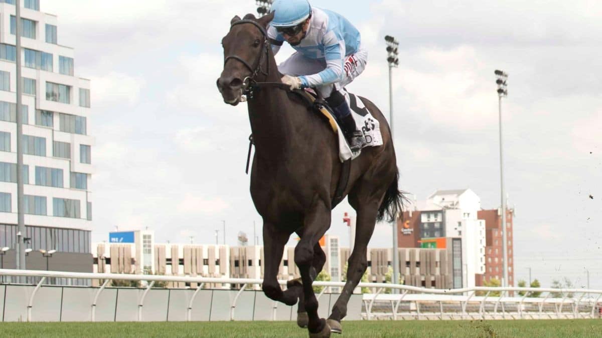 Thumbnail for Triple Tiara: Aristella Grabs Well-Deserved Win in Wonder Where