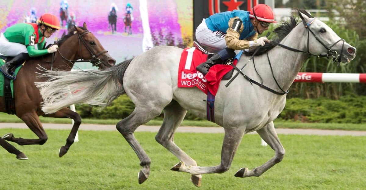 Thumbnail for First Canadian Starter for Qatar’s Wathnan Stable a Dream