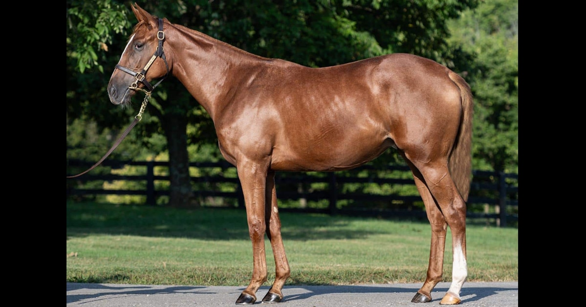 A conformation shot of a chestnut filly.