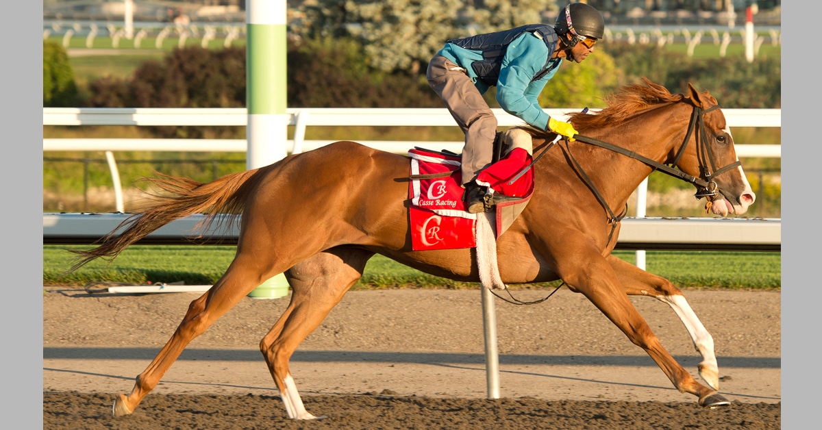 Thumbnail for Turf Champions Day at Woodbine