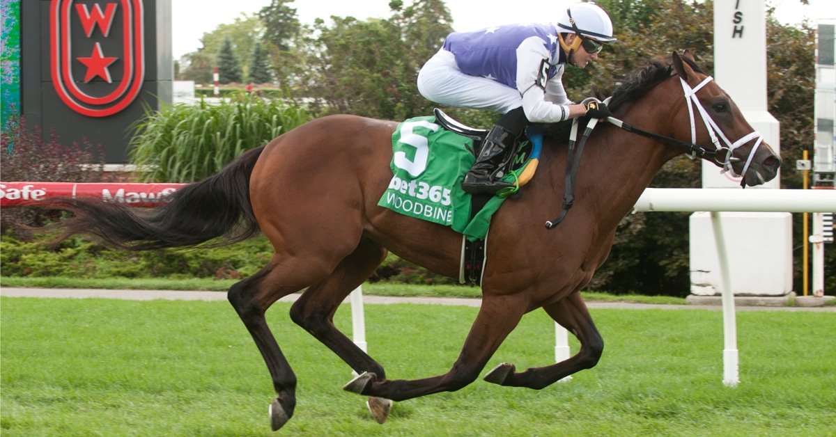 A bay horse winning a race at Woodbine.