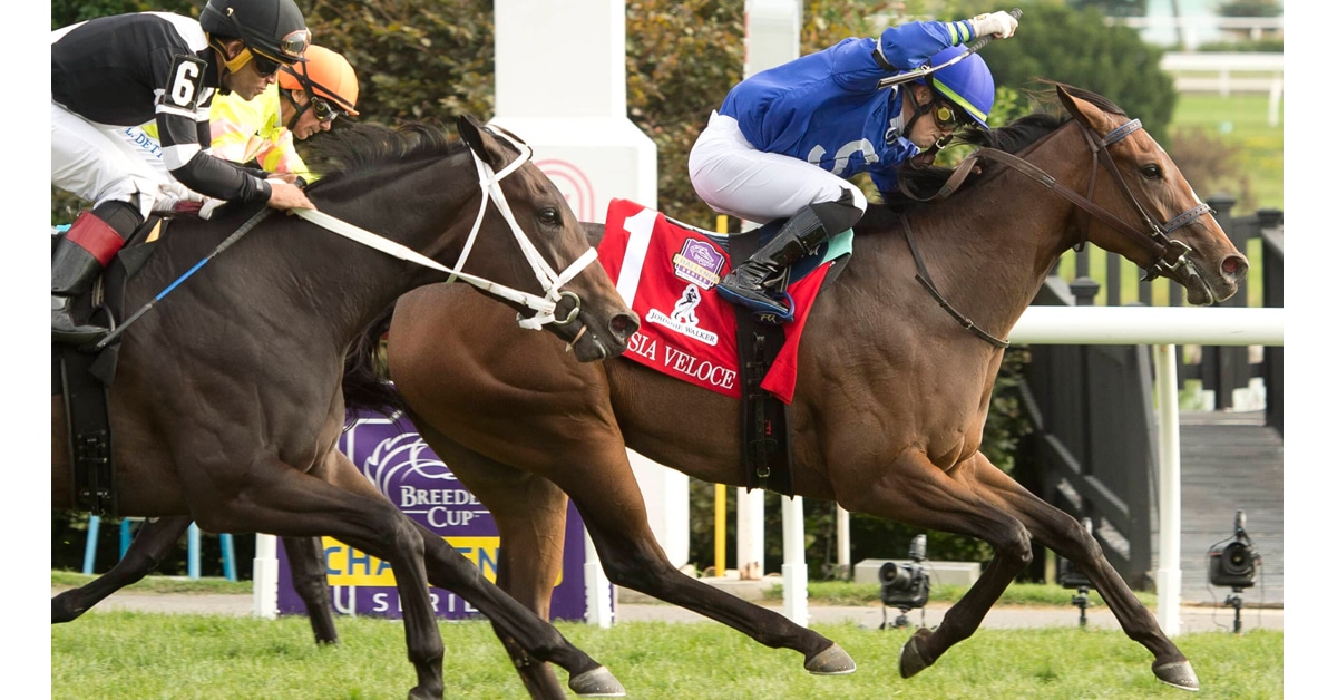 Thumbnail for Sikura, Serrani in Fast Lane to Breeders’ Cup with Corsia Veloce