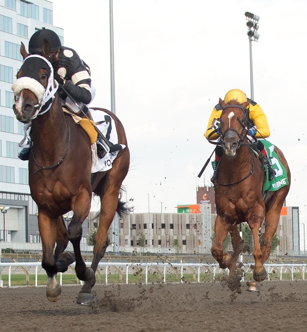 Head-on shot of horses racing at Woodbine.