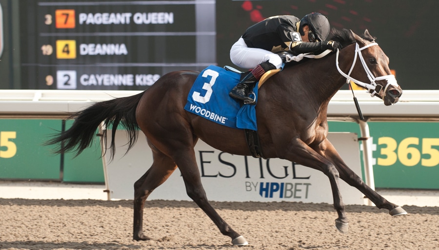 A bay horse winning a race at Woodbine.