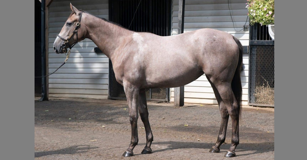 Thumbnail for Anderson, Track West, Braverman, Highfield Sell Big at Keeneland