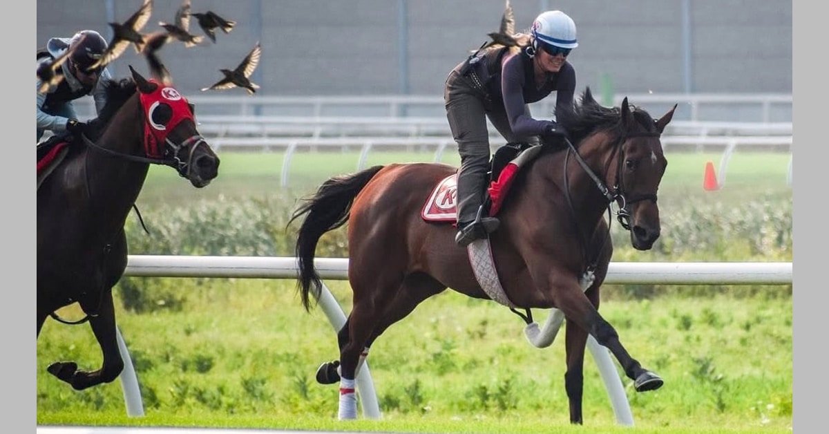 Horses training at Woodbine with birds flying around them.