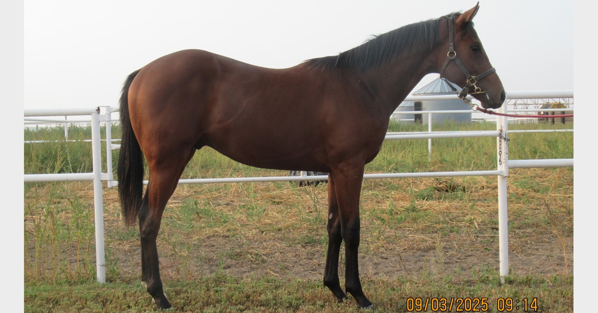 A bay yearling gelding at the CTHS Alberta sale.