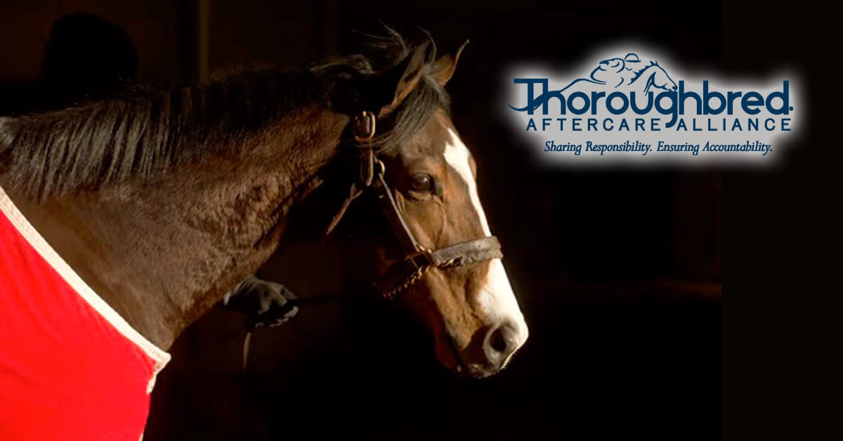 A bay racehorse; a TAA logo.