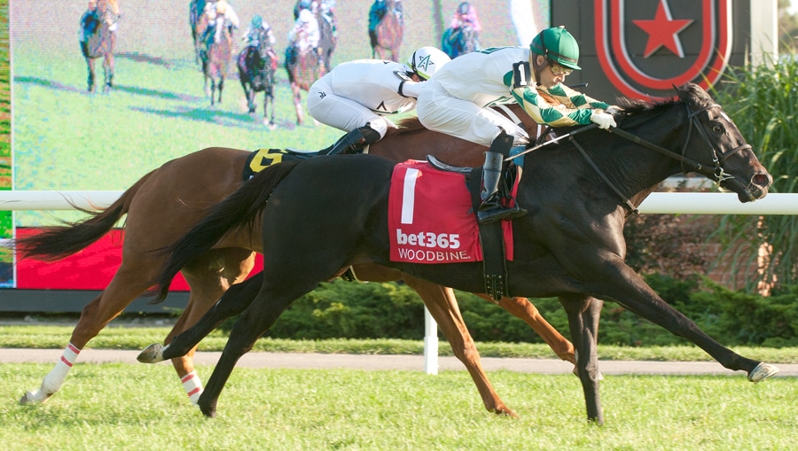 Horses racing at Woodbine.