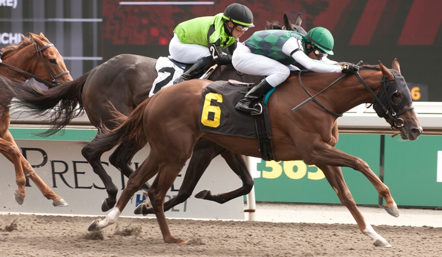 Horses racing at Woodbine.