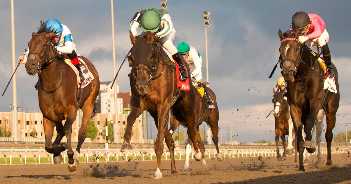 Horses racing at Woodbine.