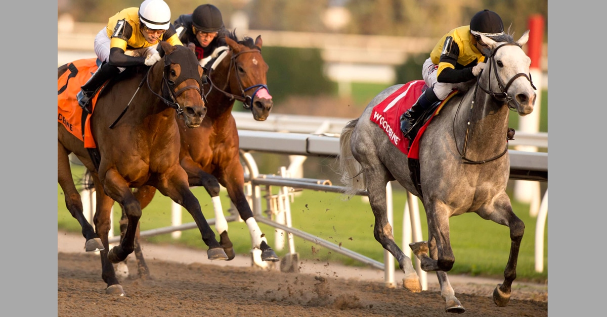 Thumbnail for West Point Fillies 1-2 in Ont. Fashion; All OK After Woodbine Spill