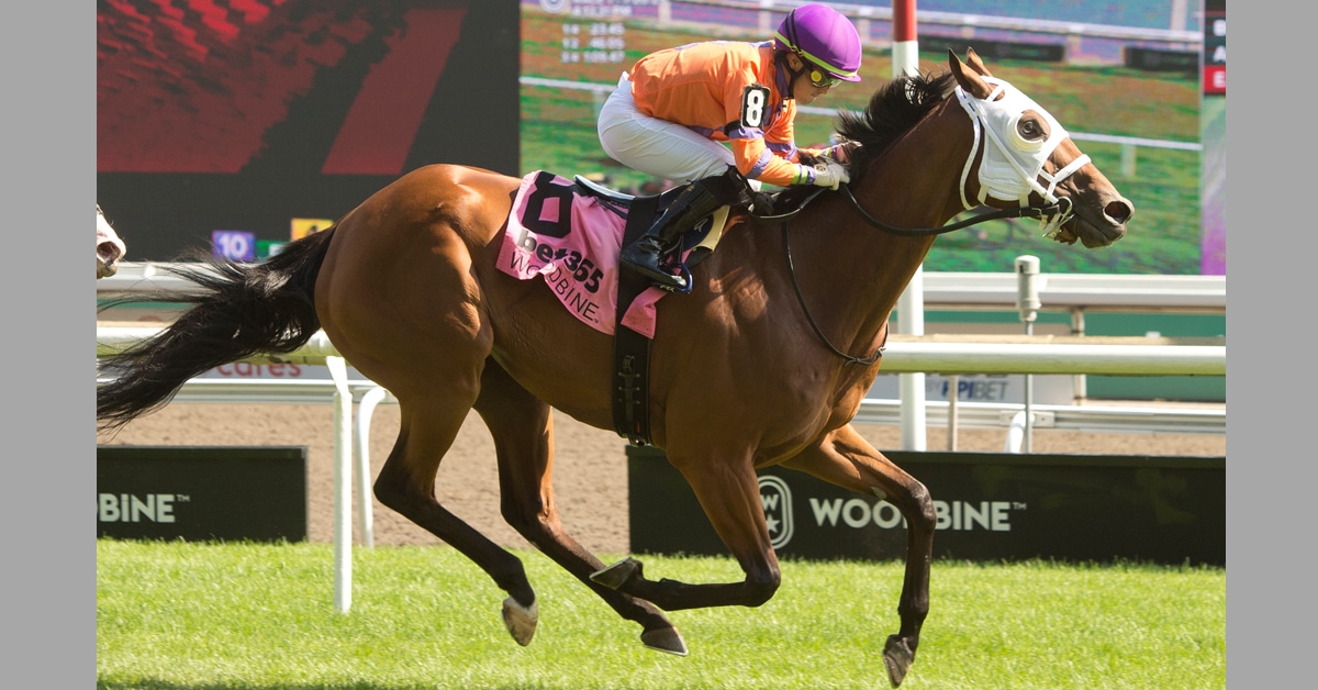 A bay horse winning a race at Woodbine.