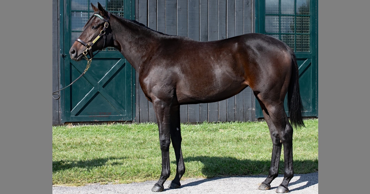 A conformation shot of a young dark bay Thoroughbred filly.