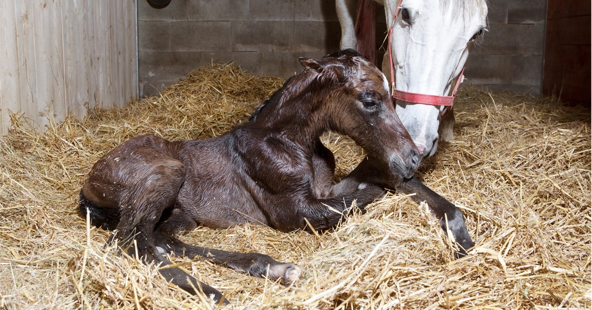 A grey mare and dark bay newborn foal.