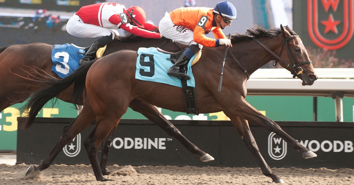 Thumbnail for Modest Fields for Mazarine, Grey Stakes at Woodbine Sunday