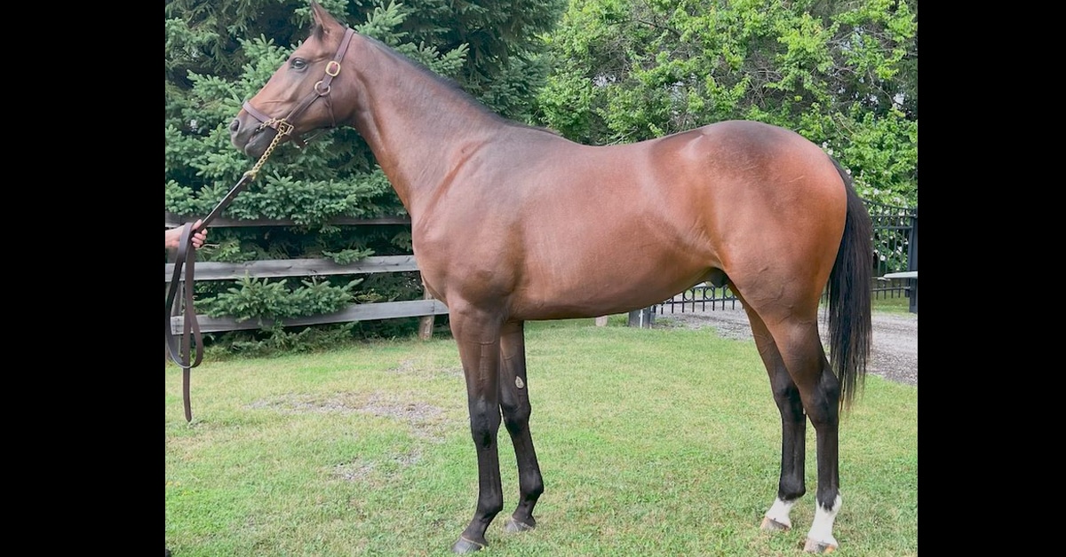 Thumbnail for TIP’s Mare Purchase Program Improves Ontario Broodmare Bands