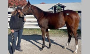 A woman holding a dark bay weanling.