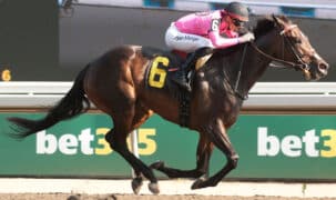 A dark bay horse racing at Woodbine.