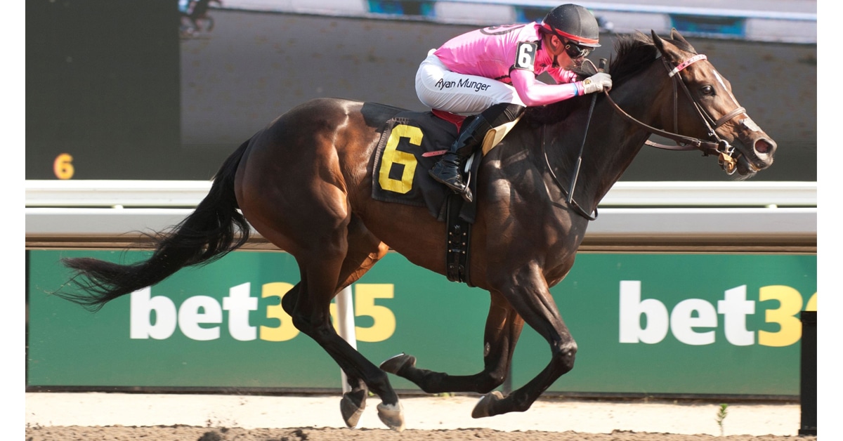 A dark bay horse racing at Woodbine.