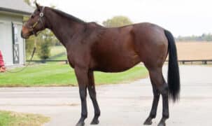 A bay horse standing for a conformation shot at Keeneland.
