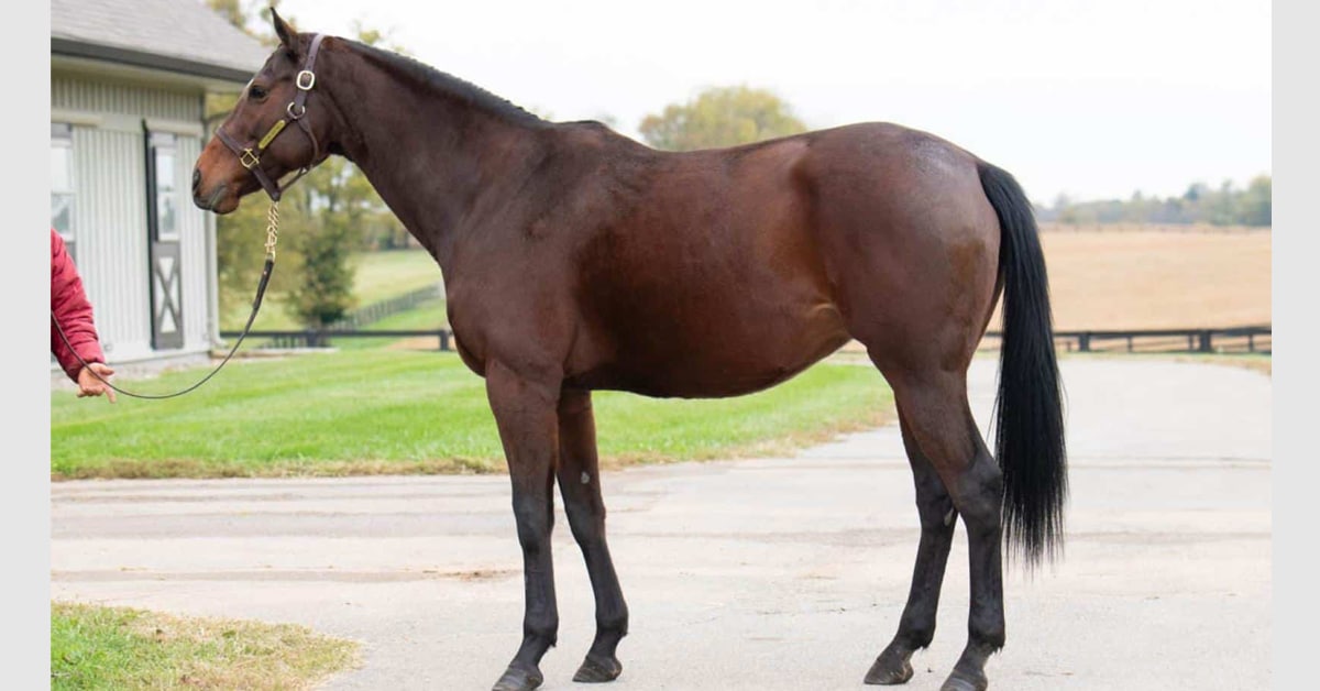 A bay horse standing for a conformation shot at Keeneland.