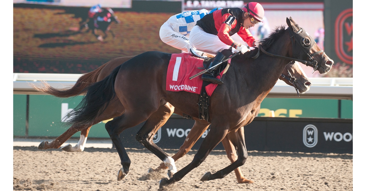 Horses racing on the dirt at Woodbine.