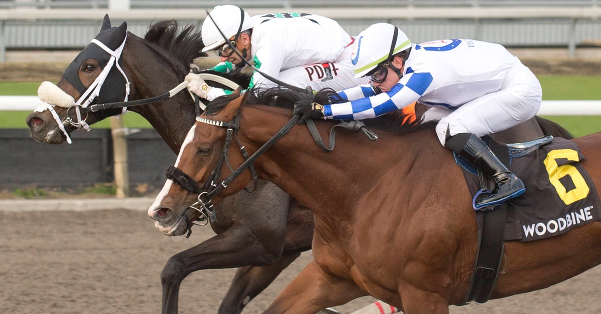 Horses racing to the wire at Woodbine.