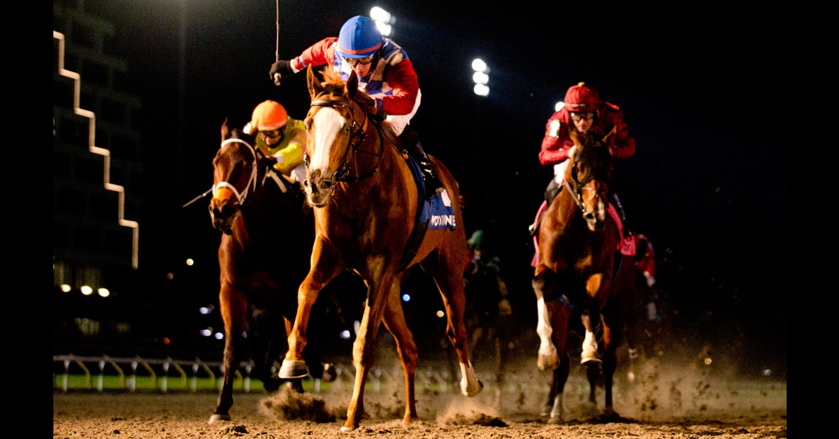 Horses racing at night at Woodbine.