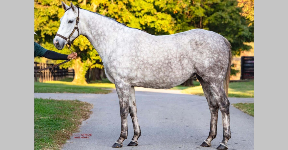 A grey horse standing for a conformation shot.