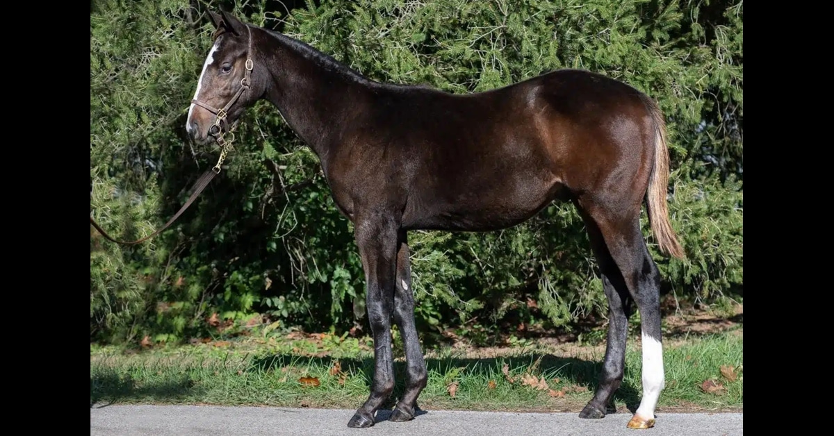 A weanling colt at Keeneland.