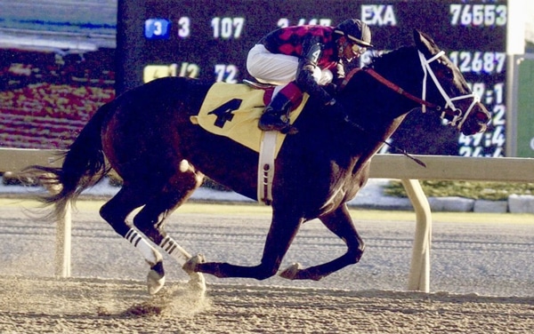 An old photo of a bay horse winning a race.