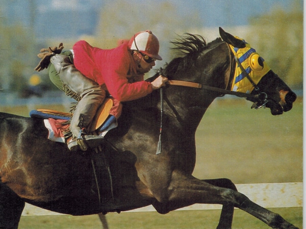 A dark bay racehorse being galloped.