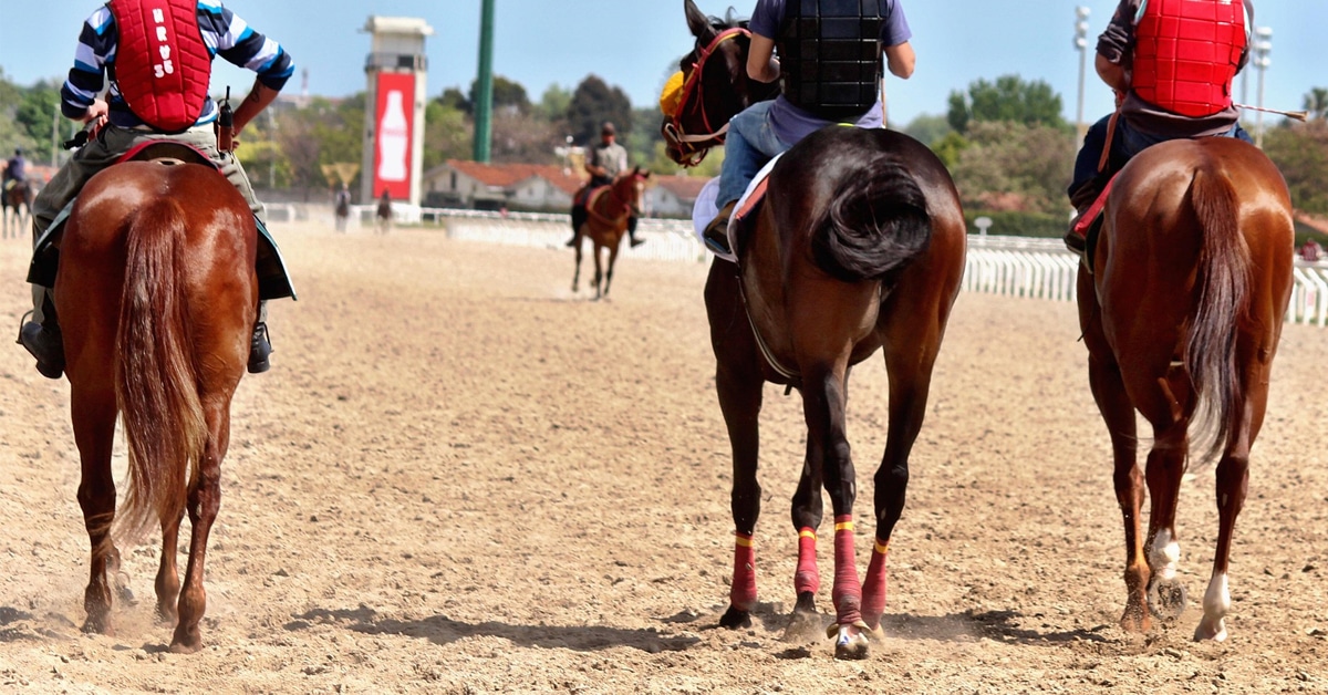 Thumbnail for Equine Guelph Announces Two Free Online Racing Courses